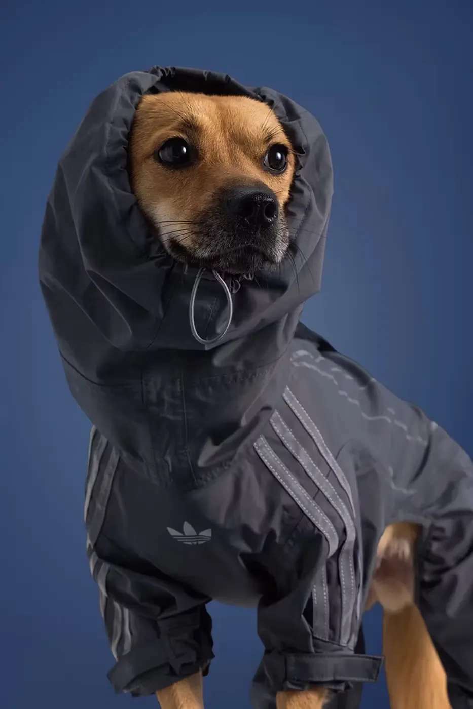 adidas Originals pet collection